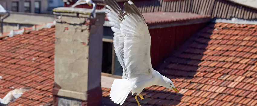 Residential Chimney Animal Removal Solution in Three Lakes, FL